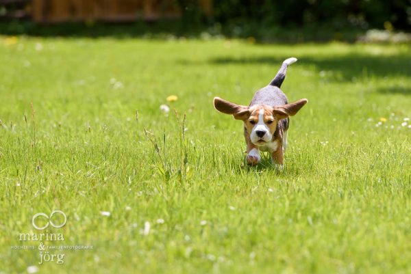 Beagle in Aktion - Hunde-Fotoshooting bei Gießen