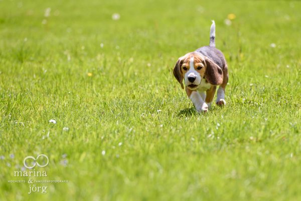 Beagle in Aktion - Hunde-Fotoshooting bei Gießen