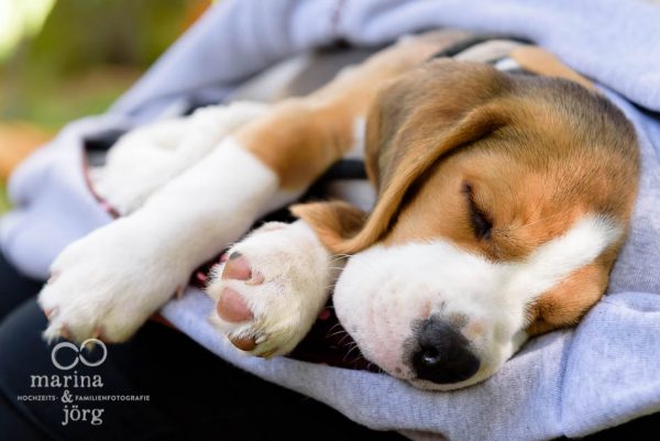 Müder Beagle nach einem Hunde-Fotoshooting bei Gießen