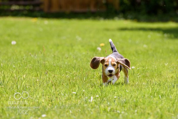 Beagle in Aktion - Hunde-Fotoshooting bei Marburg