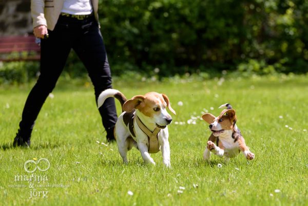 Beagle in Aktion - Hunde-Fotoshooting bei Marburg
