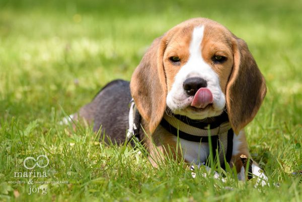 Fotoshooting mit einem Hund - Beagle-Welpe