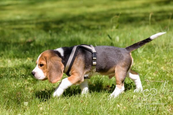 Fotoshooting mit einem Hund - Beagle-Welpe