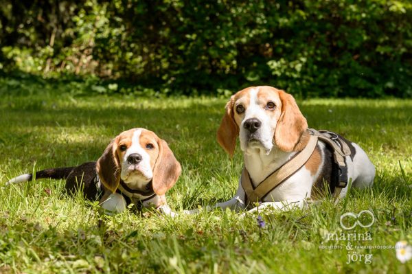 Beagles-Fotoshooting - Fotograf Gießen