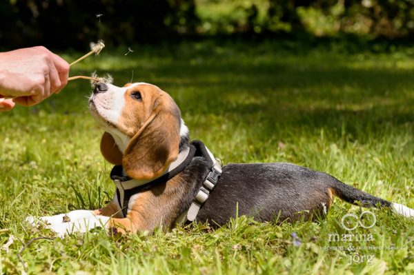 Beagles-Fotoshooting - Fotograf Wetzlar