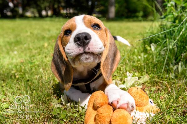 Fotograf Butzbach - Hunde Fotoshooting mit einem jungen Beagle