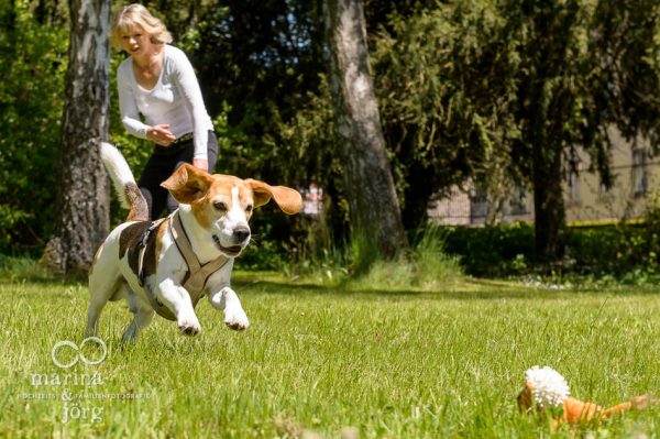 Fotograf Butzbach - Hunde Fotoshooting mit einem jungen Beagle