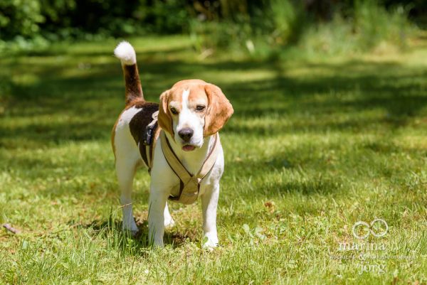Fotograf Gießen - Hunde Fotoshooting mit einem jungen Beagle
