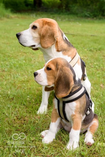 lebendiges Hunde-Fotoshooting mit zwei Beagles - Fotograf Gießen