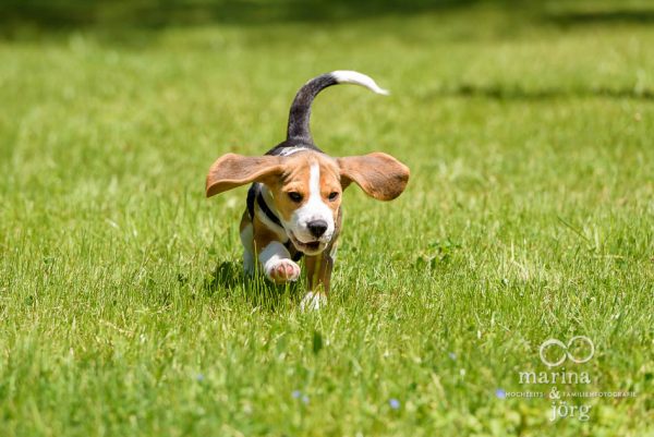 Fotograf Gießen - Hunde Fotoshooting mit einem jungen Beagle