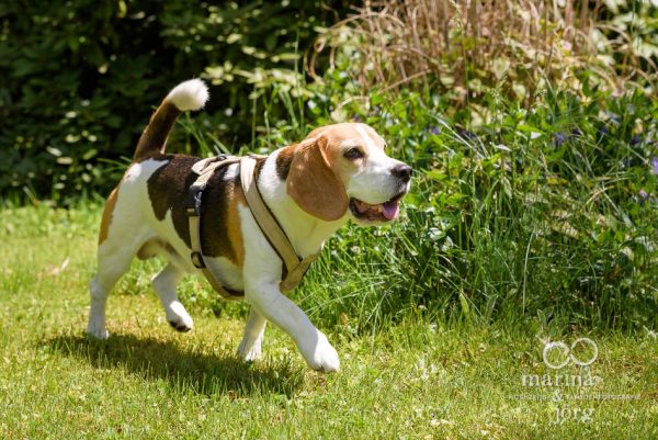 Fotograf Marburg - Hunde Fotoshooting mit einem jungen Beagle