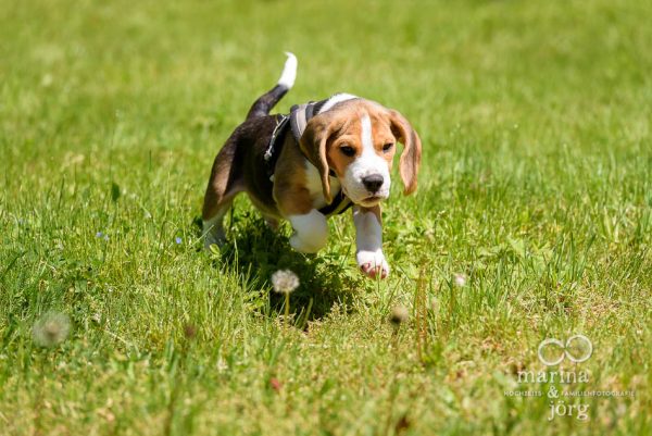 Fotograf Marburg - Hunde Fotoshooting mit einem jungen Beagle
