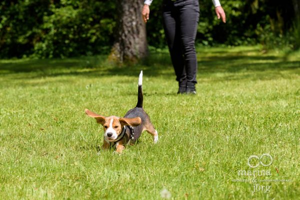 Fotograf Wetzlar - Hunde Fotoshooting mit einem jungen Beagle