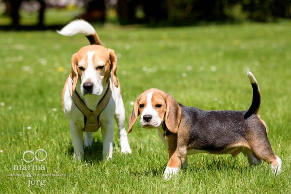 Fotoshooting mit Hund: Beagles in Aktion - Familienfotografie Butzbach