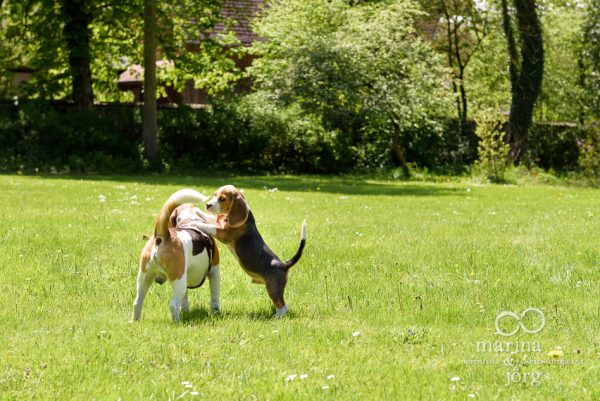 Fotoshooting mit Hund: Beagles in Aktion - Familienfotografie Gießen