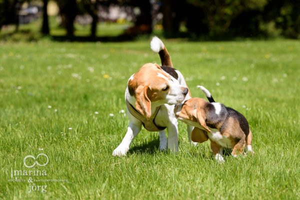 Fotoshooting mit Hund: Beagles in Aktion - Familienfotografie Wetzlar