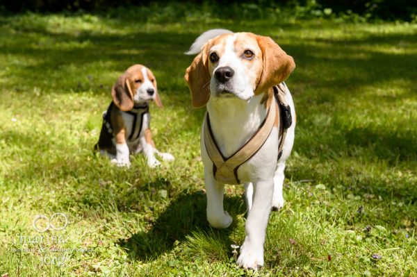 Hunde-Fotoshooting mit zwei Beagles bei Gießen