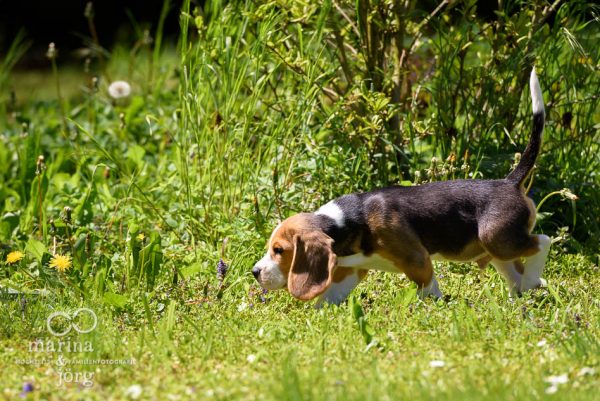 Hunde-Fotoshooting bei Gießen: Beagles in Aktion - Familienfotografie Gießen