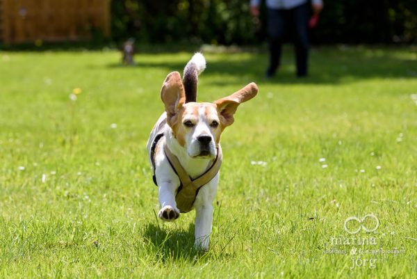 Hunde-Fotoshooting bei Gießen: Beagles in Aktion - Familienfotografie Wetzlar