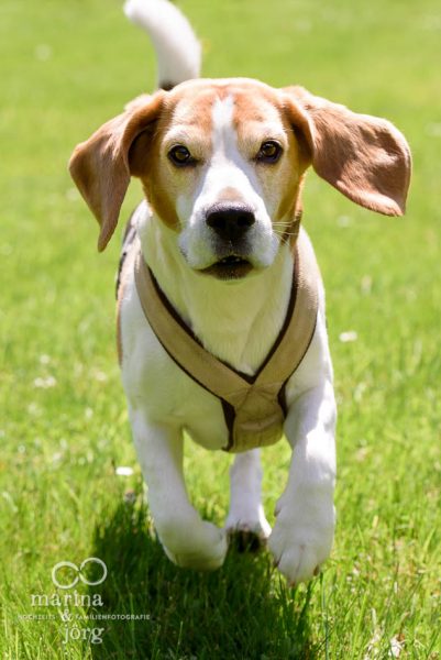 Hunde-Fotoshooting bei Gießen: Beagles in Aktion - Familienfotografie Lich