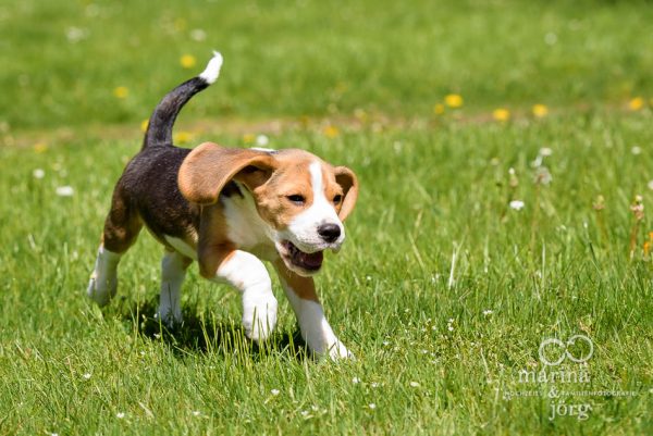 Hundefoto von einem Beagle - Hunde-Fotoshooting - Fotograf Butzbach