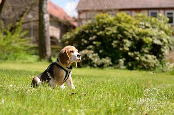 Hundefoto von einem Beagle - Hunde-Fotoshooting - Fotograf Gießen