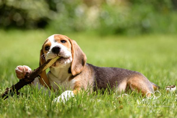 Hundefoto von einem Beagle - Hunde-Fotoshooting - Fotograf Marburg