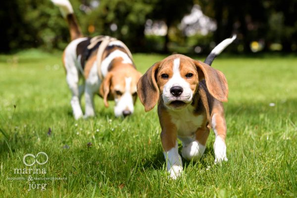 Hundefoto von einem Beagle - Hunde-Fotoshooting - Fotograf Wetzlar